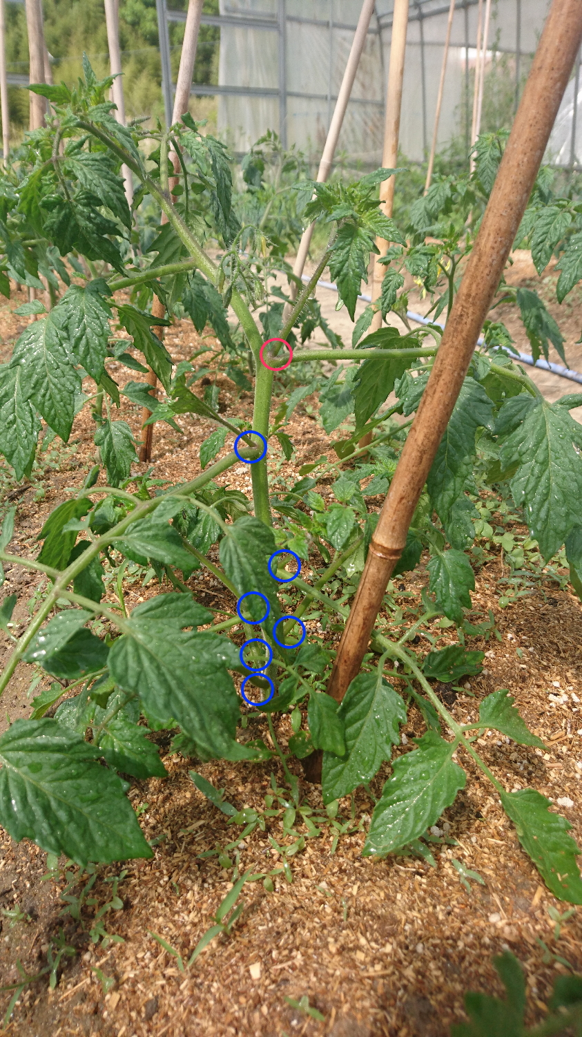 ７番目のミニトマトの花芽